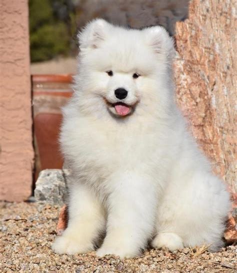 Now, if you are planning to raise a Samoyed puppy as a pet and you want to get this pooch from a. . Samoyed puppy for sale